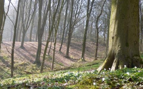 Kluisbos.jpg