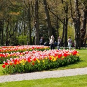 Vlinderlint Tulpen.jpg
