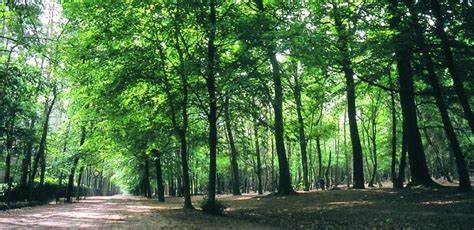 lembeekse bossen.jpg